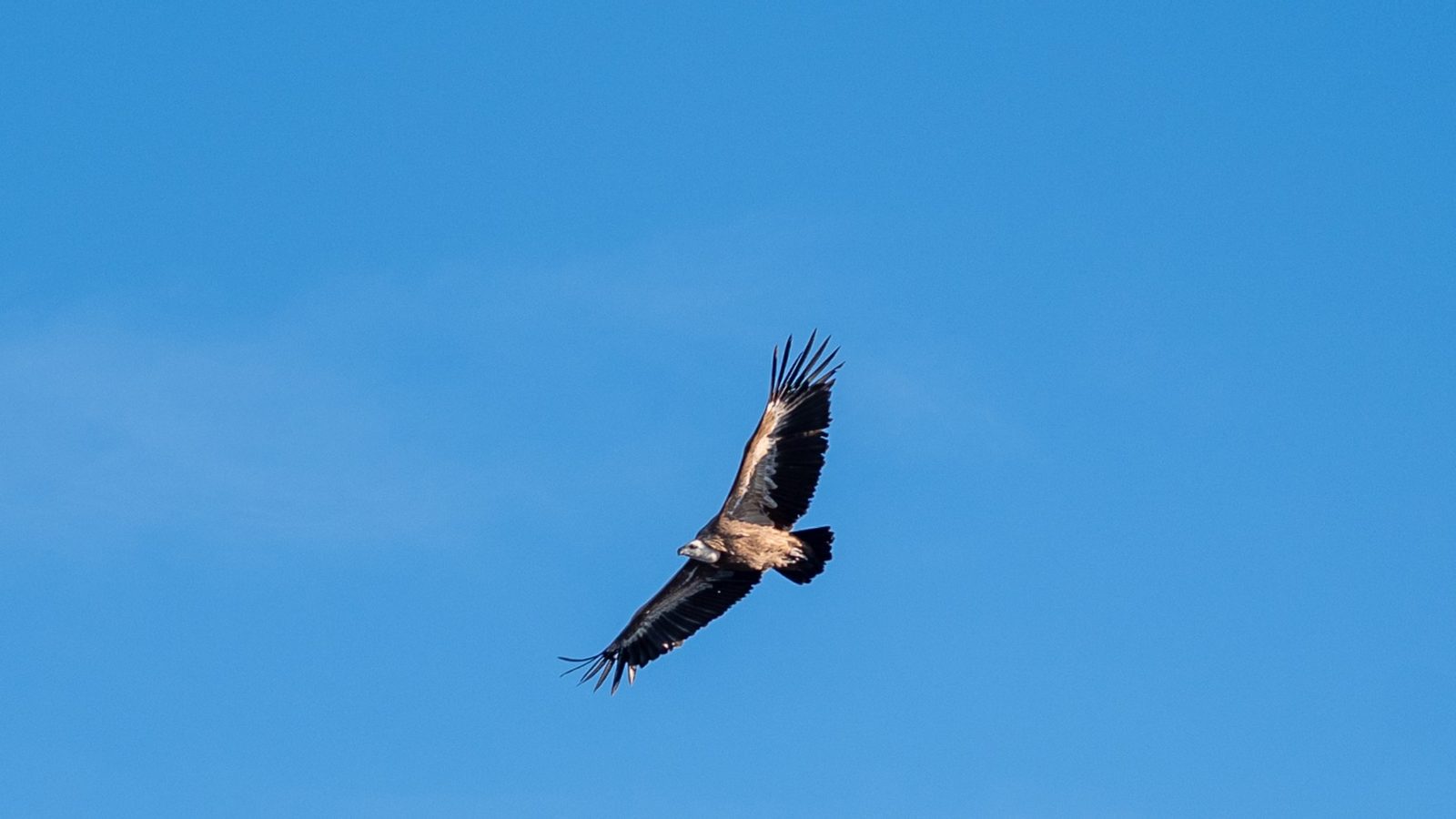 Un grifone in volo ad ali spiegate nel cielo azzurro sopra il Velino